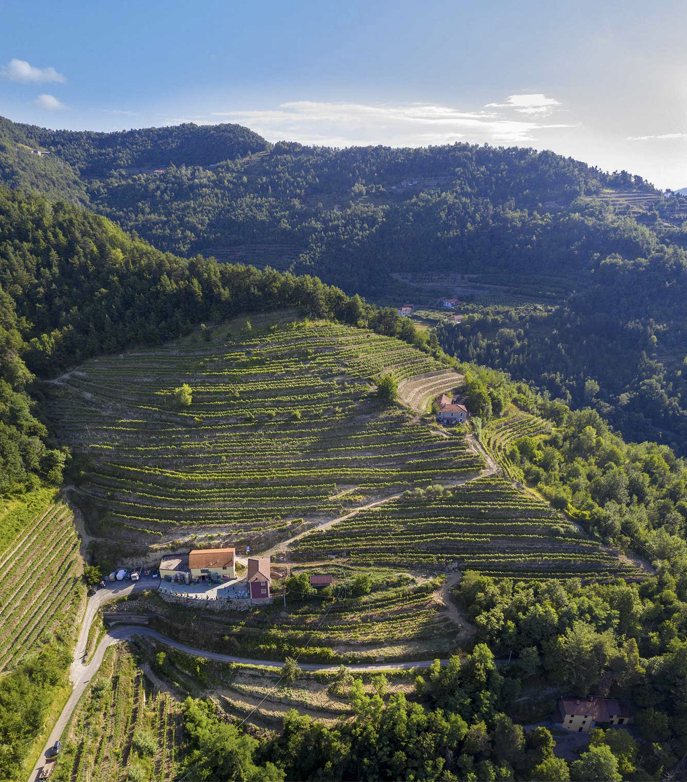 Il Dolcetto d’Alba che cresce sui terrazzamenti delle pendenti colline dell’Alta Langa. Presidio Slowfood